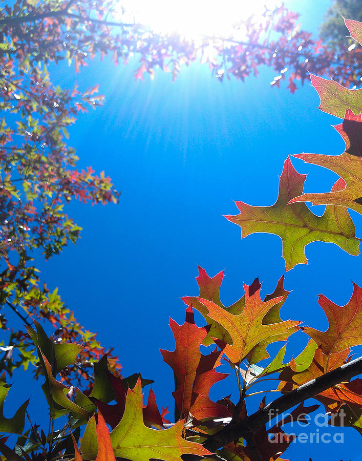 Happy Autumn Photograph by CML Brown