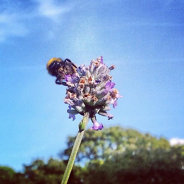 Summer Photograph - #happy #bee #lavender #flower by Fay Pead