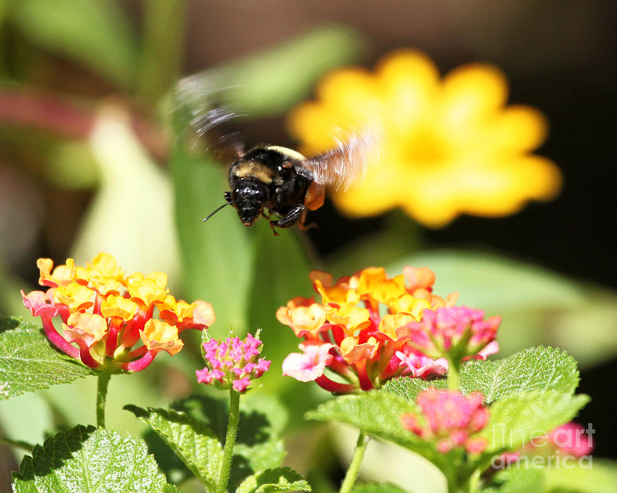 Happy Bee Photograph by Luana K Perez