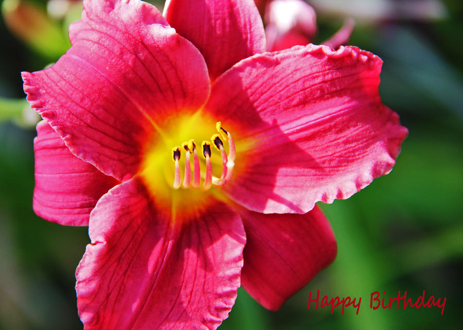 Happy Birthday - Daylily Card Photograph by Kerri Ligatich