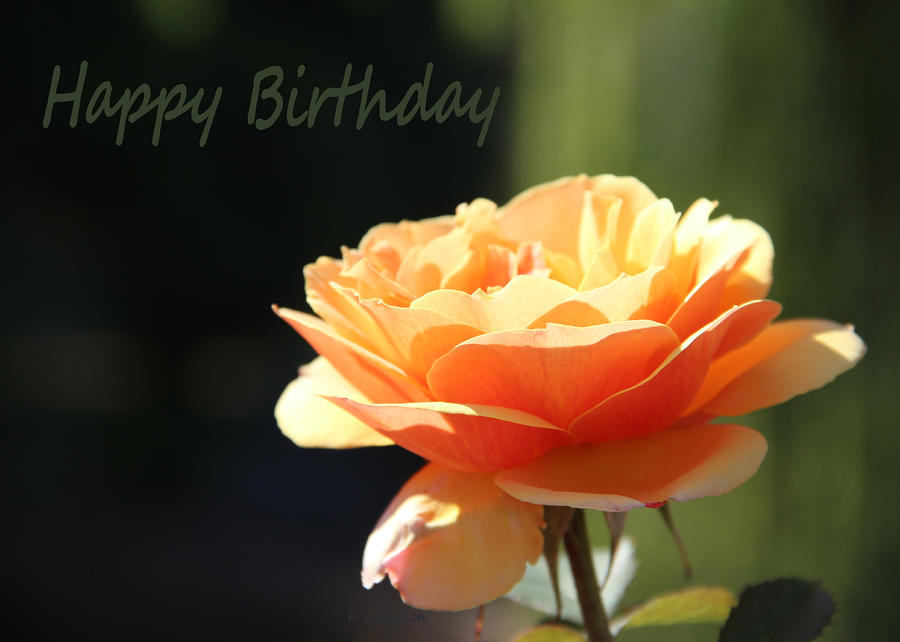 Happy Birthday - Rose Card Photograph by Kerri Ligatich