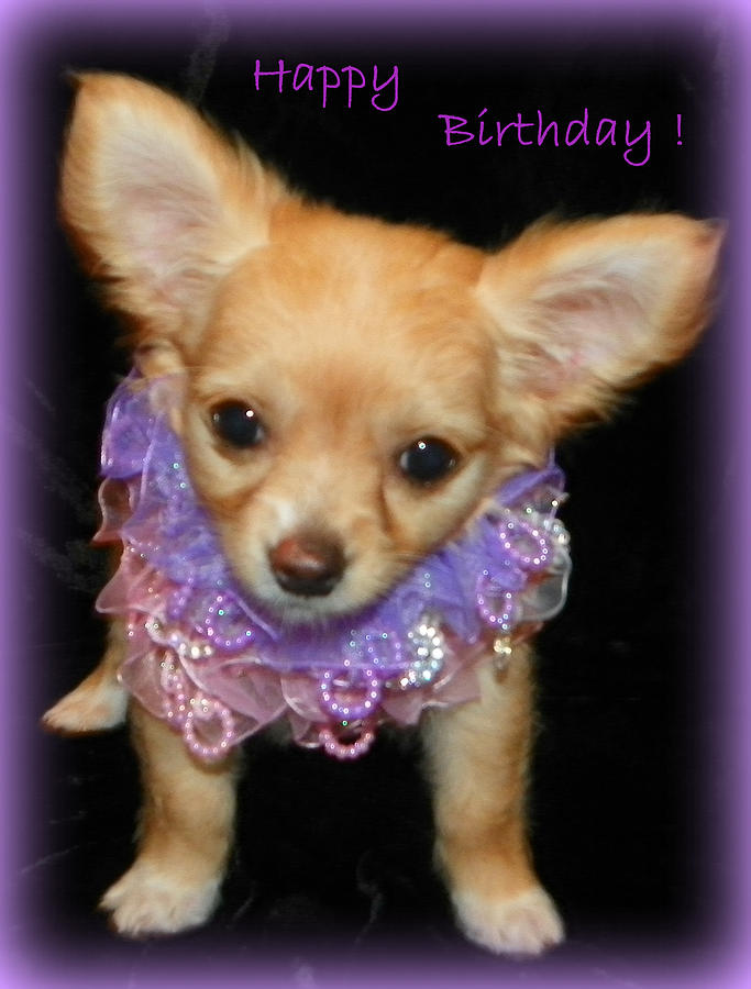 Happy Birthday Chihuahua Photograph by Sheri McLeroy