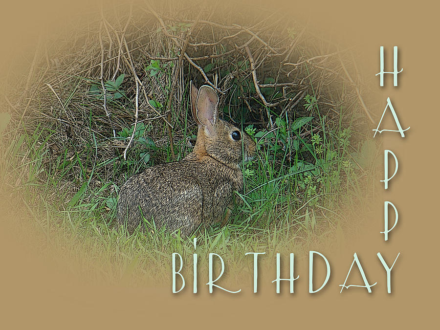 Wildlife Photograph - Happy Birthday Greetings - Cottontail Rabbit by Carol Senske