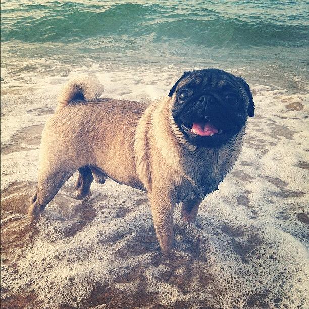 Pug Photograph - Happy Boy by Zachary Voo