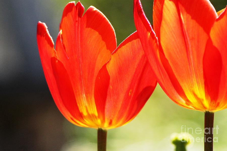 Tulip Photograph - Happy Couple by Beth Buelow