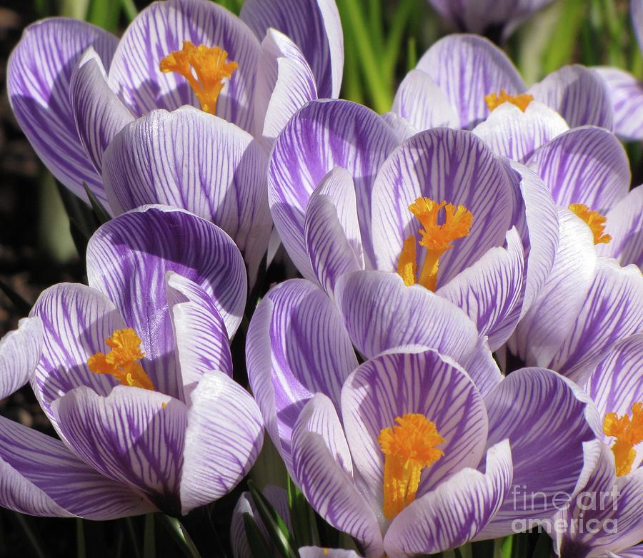 Happy Crocus Photograph by Michele Penner