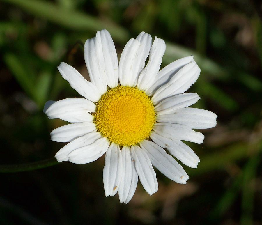 Happy Daisy Photograph by Sherry Penson - Pixels