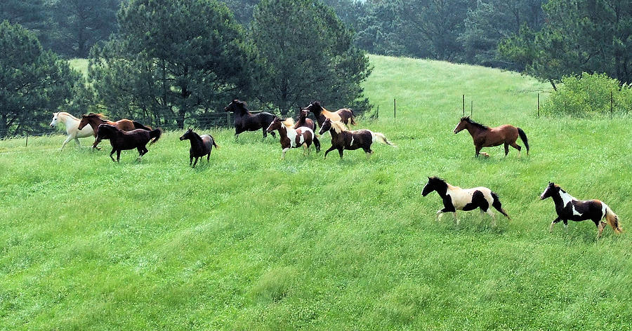 Happy day at the farm Photograph by Jerilyn Skyface Flowers - Fine Art ...