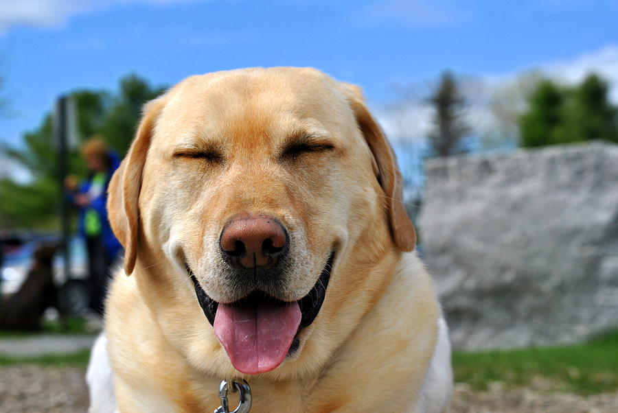 extremely happy dog