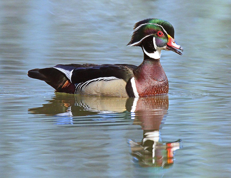 Happy Duck Photograph by Melodie Cunningham - Fine Art America