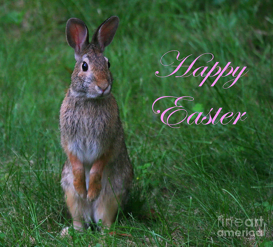 Happy Easter Photograph by Clare VanderVeen