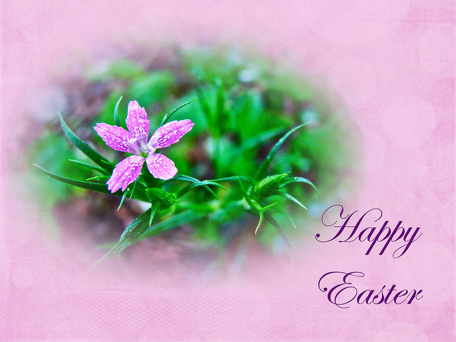 Happy Easter Deptford Pink Wildflower Photograph by Carol Senske - Fine ...