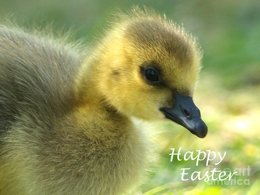 Happy Easter Gosling Photograph by Sharon Talson - Fine Art America