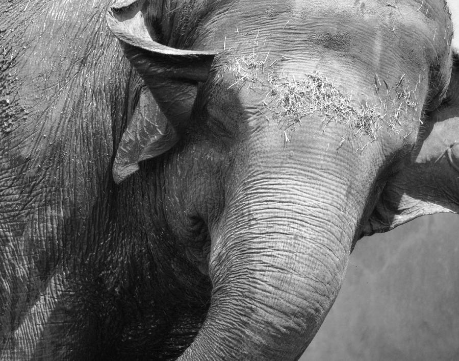 Happy Elephant Photograph by Maggy Marsh