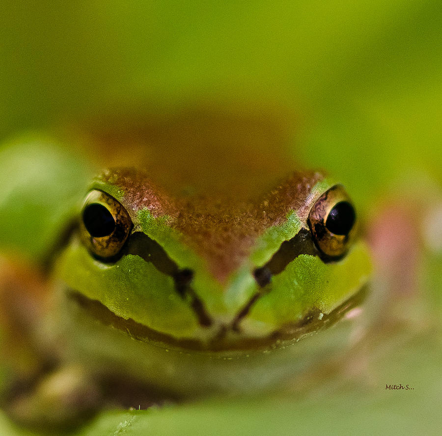Happy Frog Photograph by Mitch Shindelbower