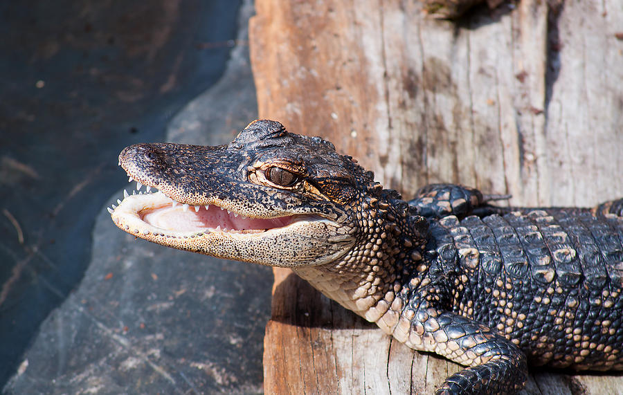 Happy Gator Photograph by Kenneth Albin