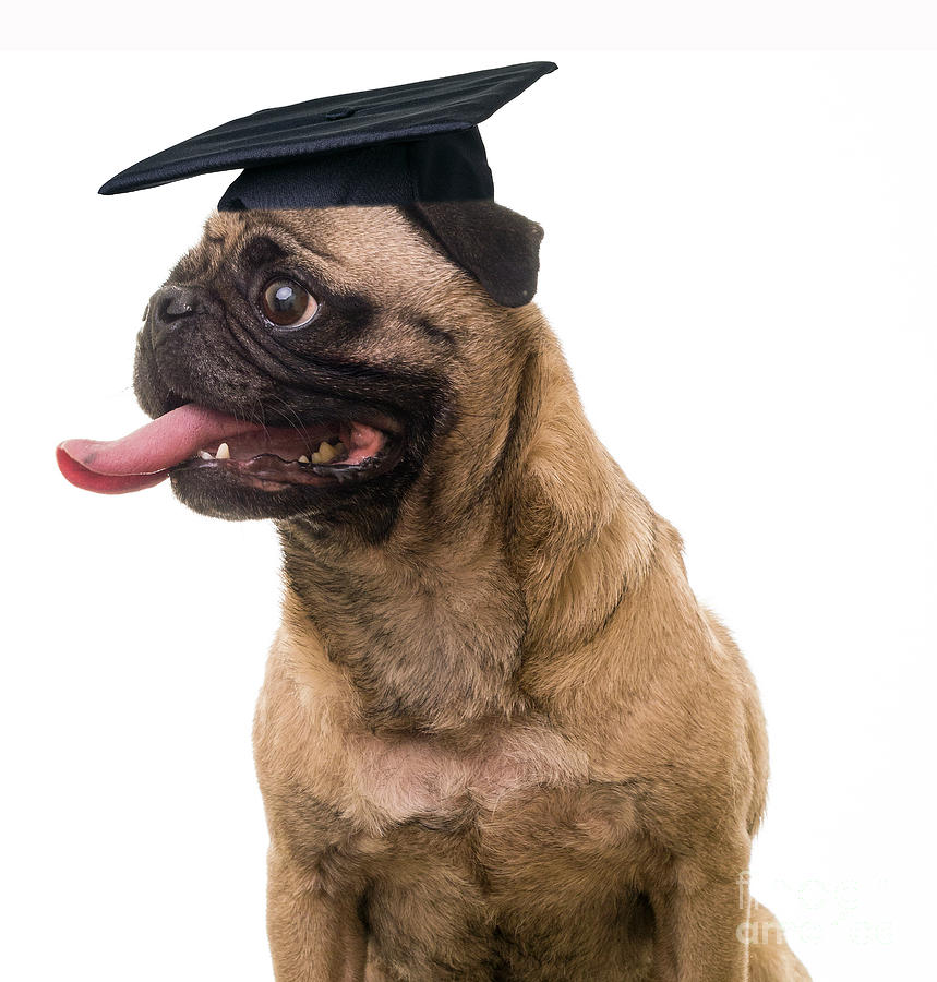 Dog Photograph - Happy Graduation by Edward Fielding