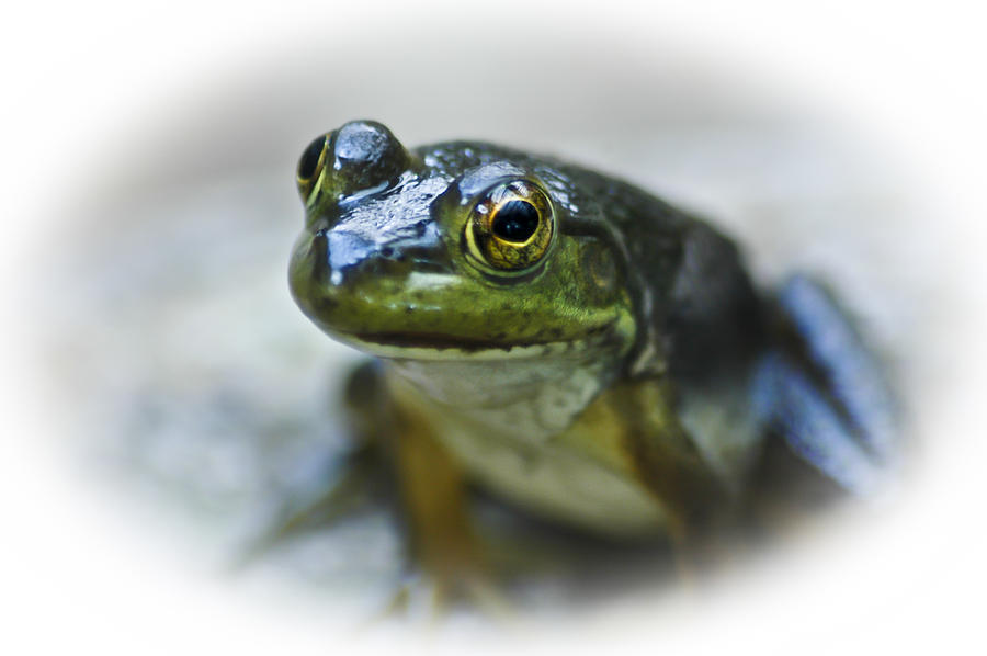 Happy Green Frog Photograph by Carolyn Marshall