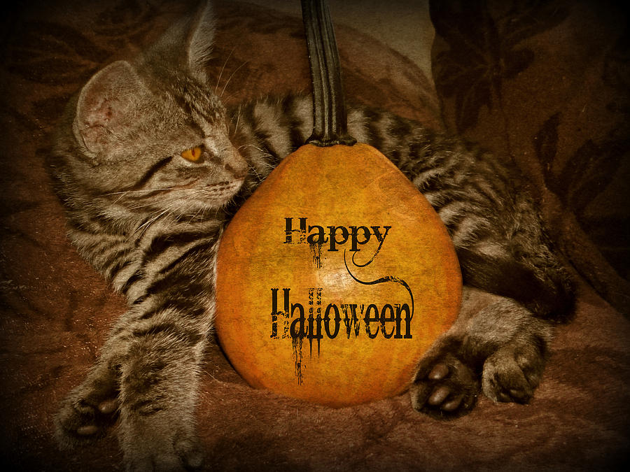 Cat Photograph - Happy Halloween Cat Card by Dark Whimsy