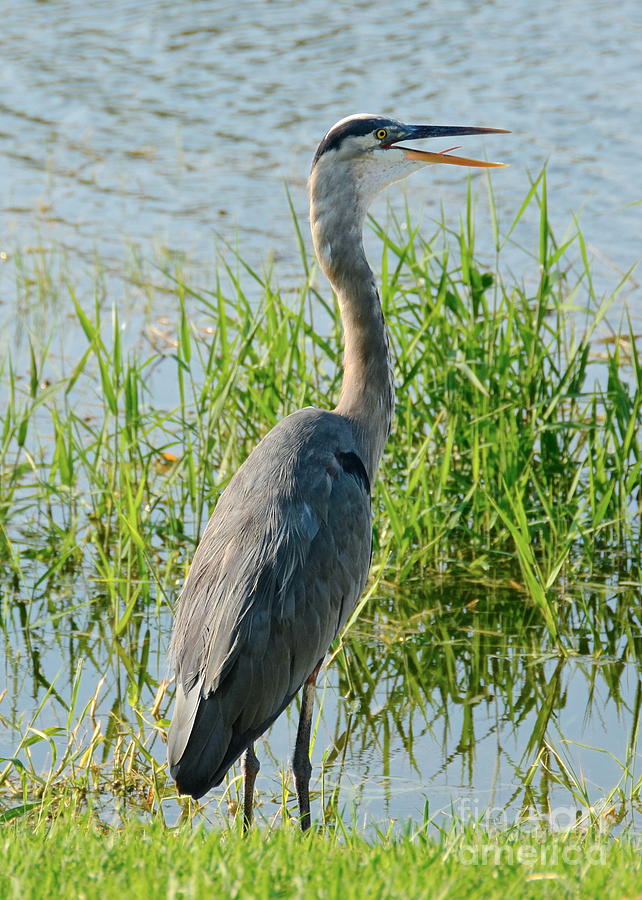 Happy Heron Photograph by Carol Bradley - Fine Art America