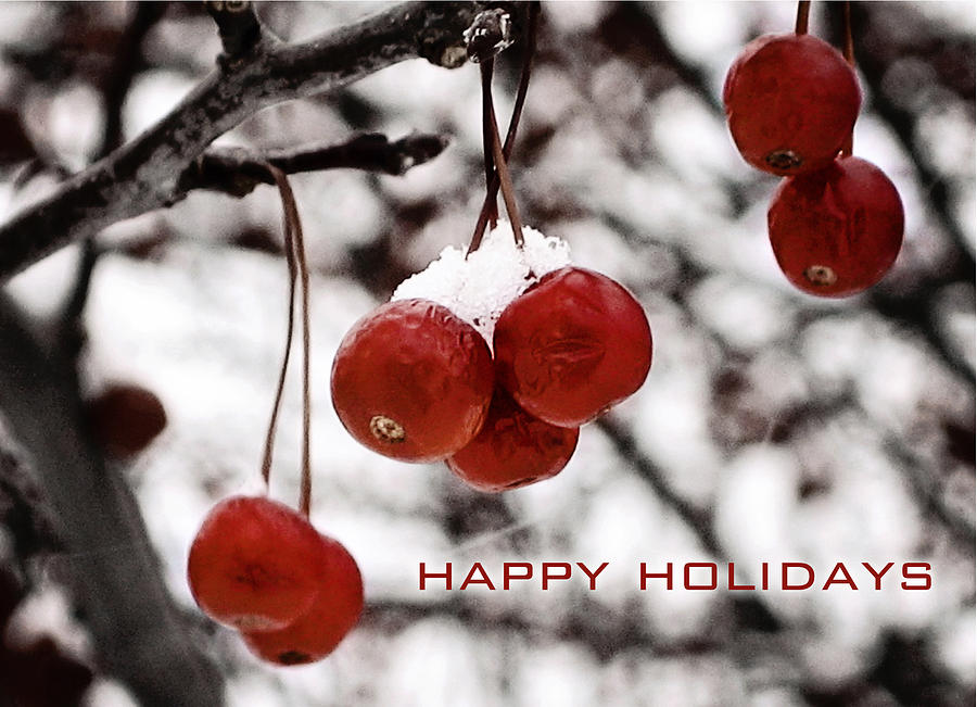 Happy Holidays Berries Photograph by Laura Kinker