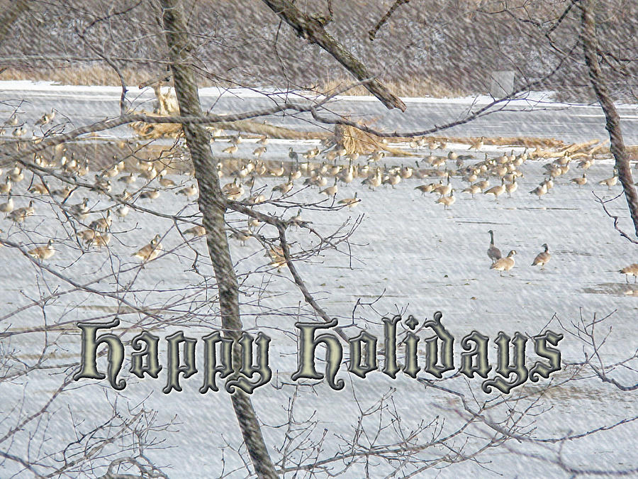Happy Holidays Greeting Card - Canada Geese Photograph by Carol Senske