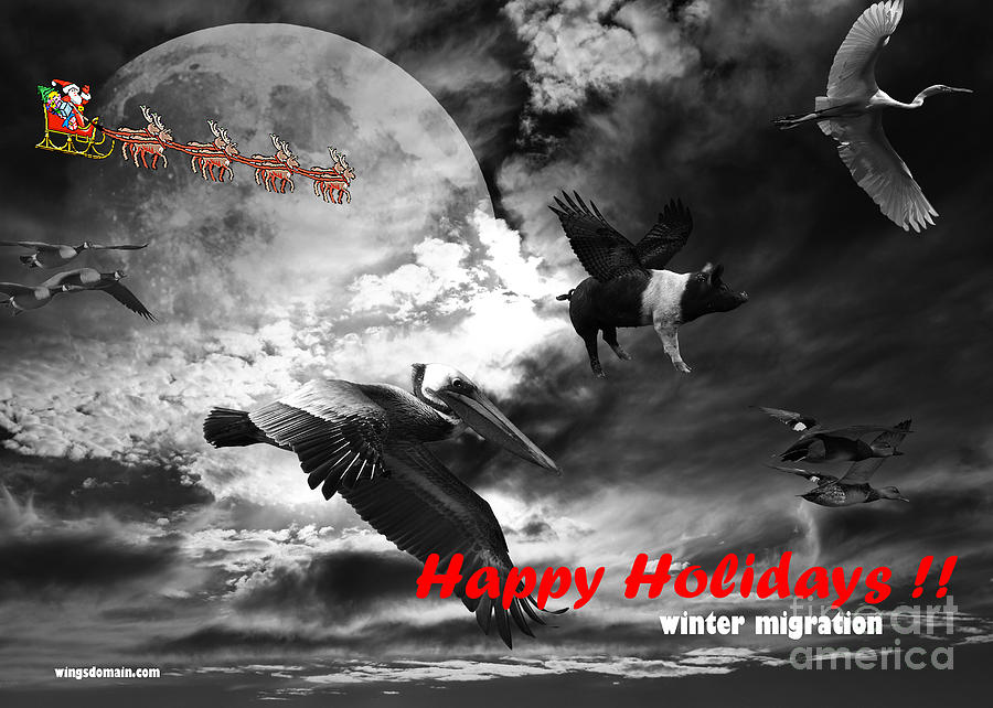 Happy Holidays . Winter Migration . bw Photograph by Wingsdomain Art and Photography