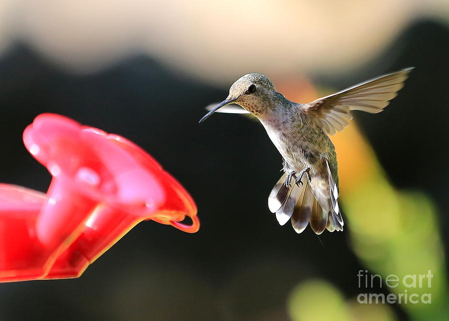 Happy Hummingbird Photograph by Carol Groenen