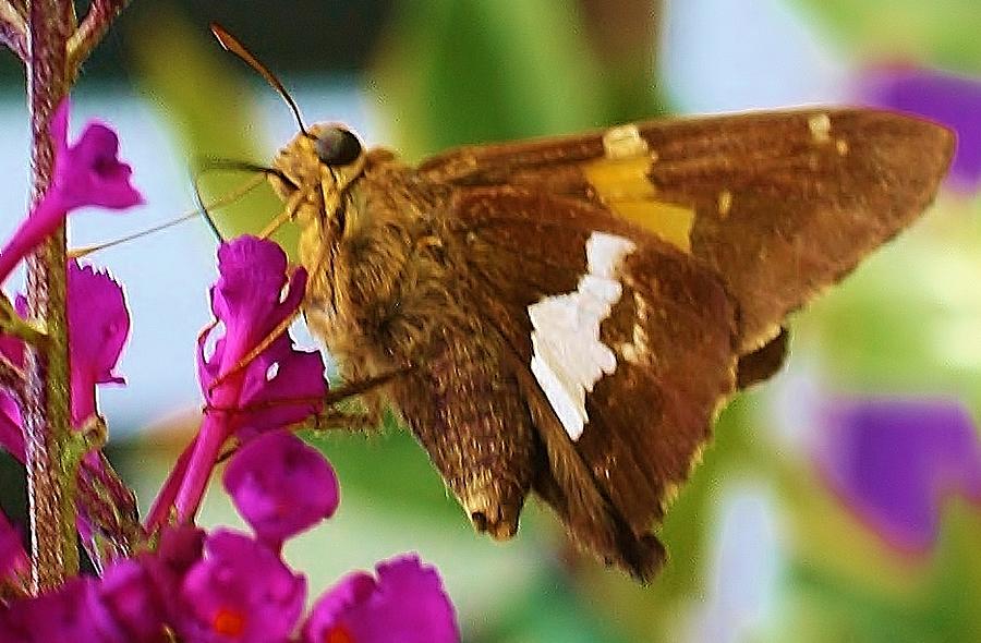 Happy Moth Photograph by Bruce Bley