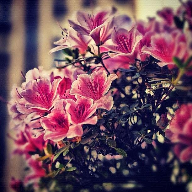 Flower Photograph - Happy #mothersday #flowers In #nyc by Roman Kruglov