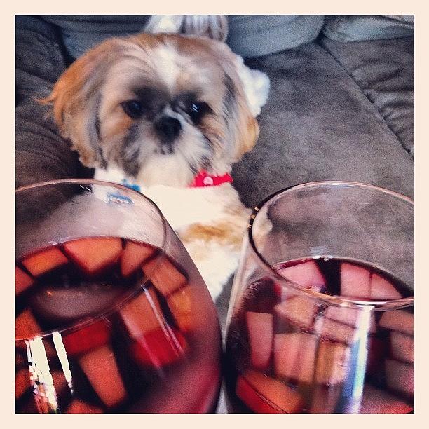Happy Night At Home:) Sangria & Puppy Photograph by Caycee Johnson