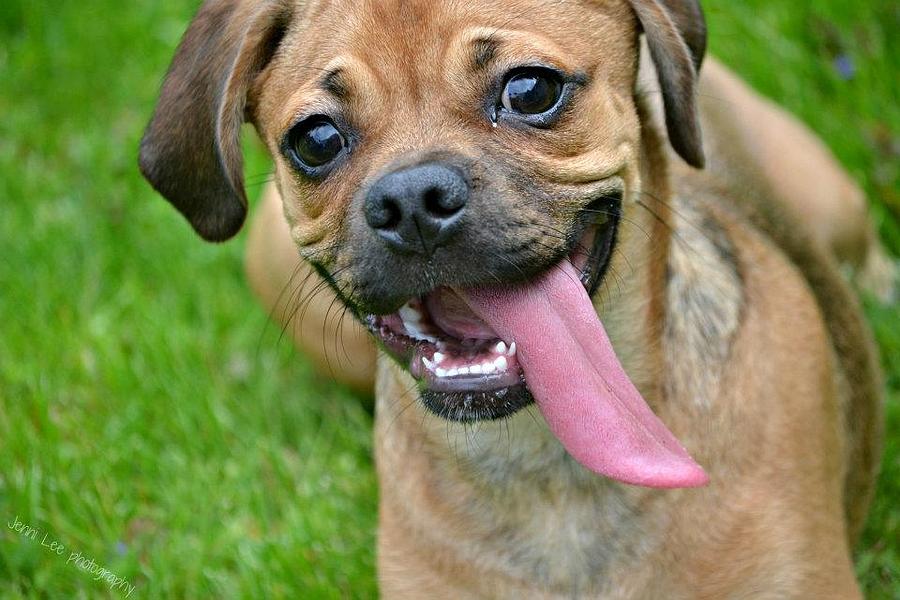 Happy Puggle Photograph by Jenni Getman