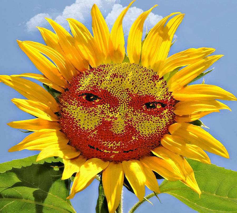 Happy Sunflower Photograph by Susan Leggett