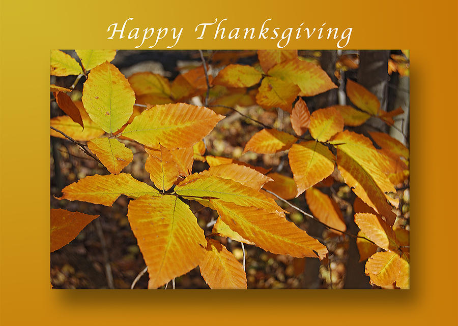 Happy Thanksgiving Beech leaves Photograph by Michael Peychich