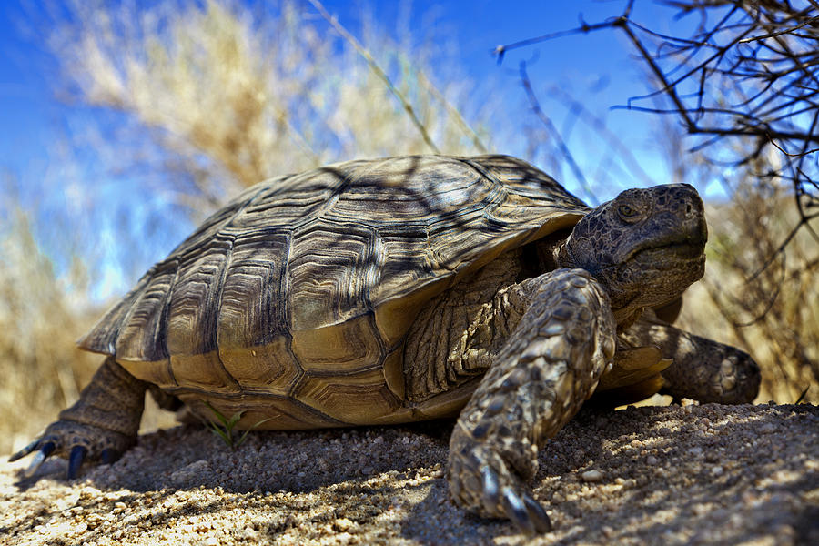 Happy Tortoise Photograph by Dennis Hofelich - Fine Art America