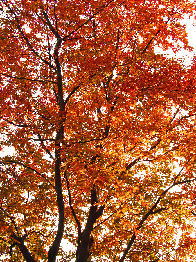 Autumn Season Photograph - Happy Tree by Bai Qing Lyon