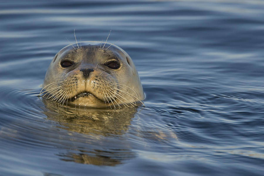 Harbor Seal  Elkhorn Slough Monterey Photograph by Sebastian Kennerknecht