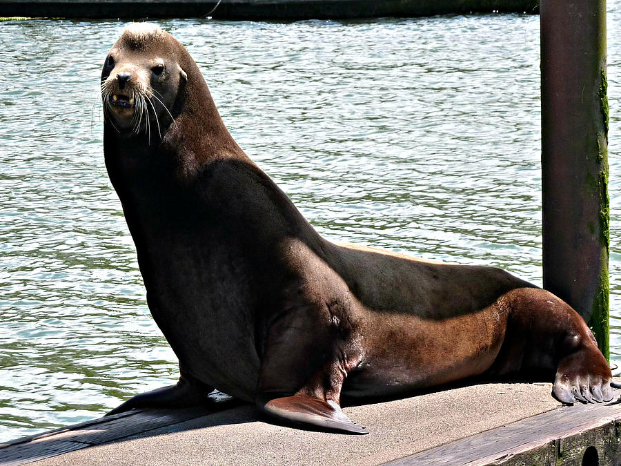 Harbor Seal Photograph by Jo Sheehan