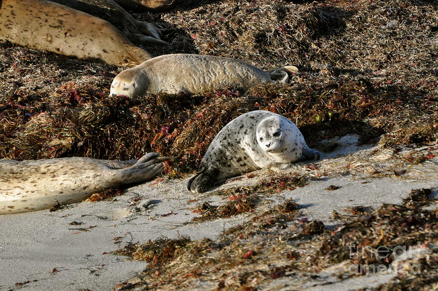 Harbor Seal Photograph by Johanne Peale