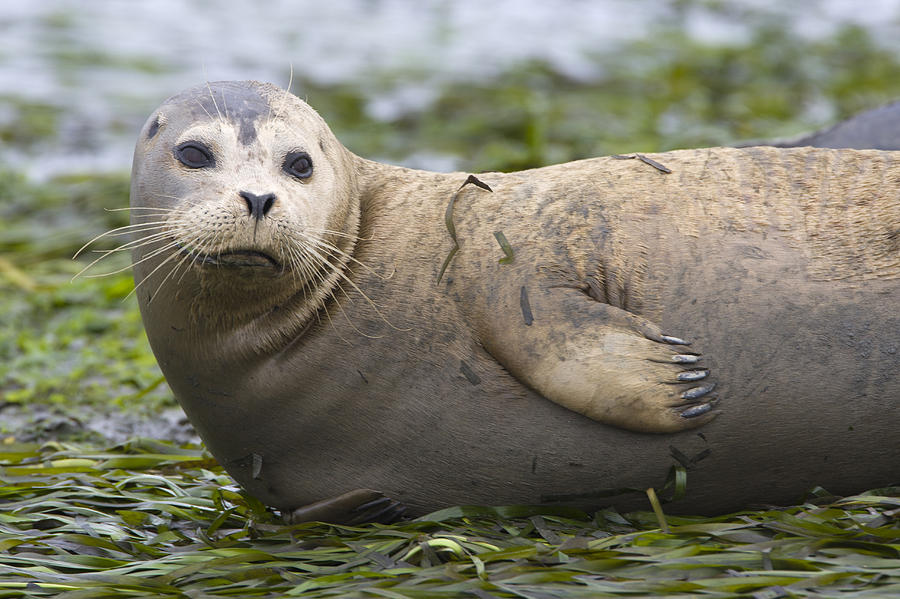 Harbor Seal Monterey Bay California Photograph by Suzi Eszterhas