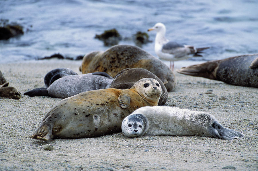 Harbor Seal Phoca Vitulina Mother Photograph by Suzi Eszterhas