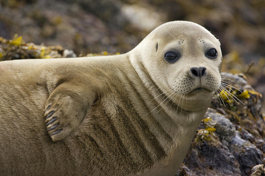 Harbor Seal Phoca Vitulina Portrait Photograph by Suzi Eszterhas
