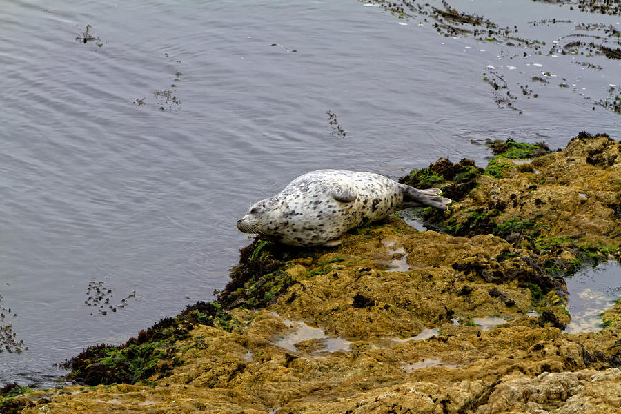 Pacific Ocean Painting - Harbor Seal Taking a Nap by Sharon Nummer