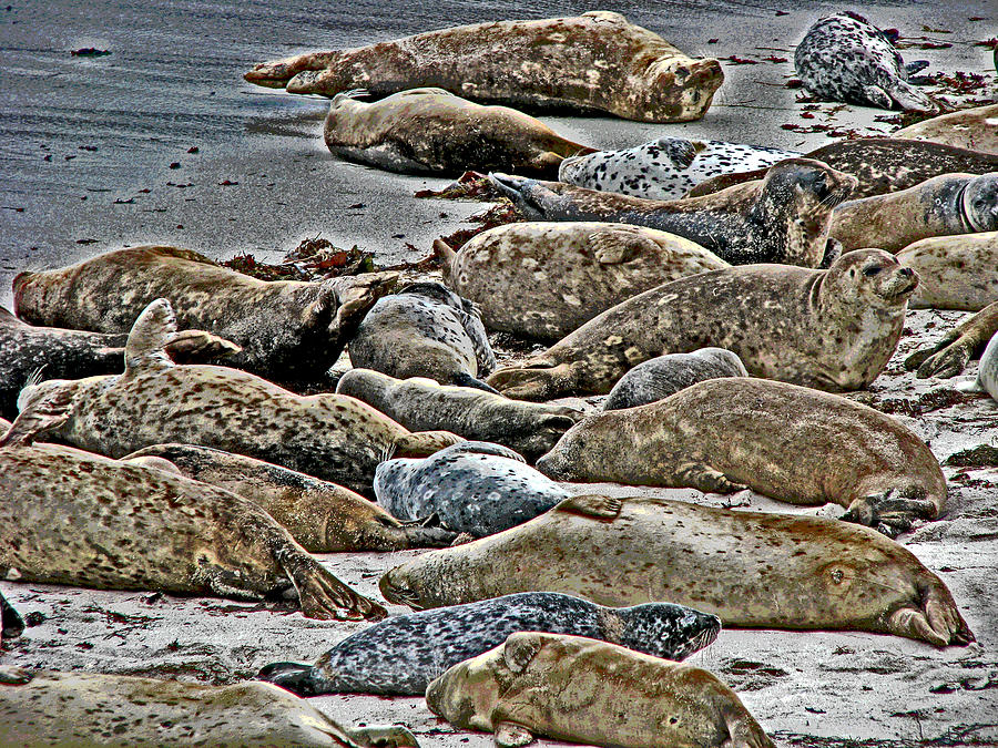 Harbor Seals Resting Photograph by Samuel Sheats