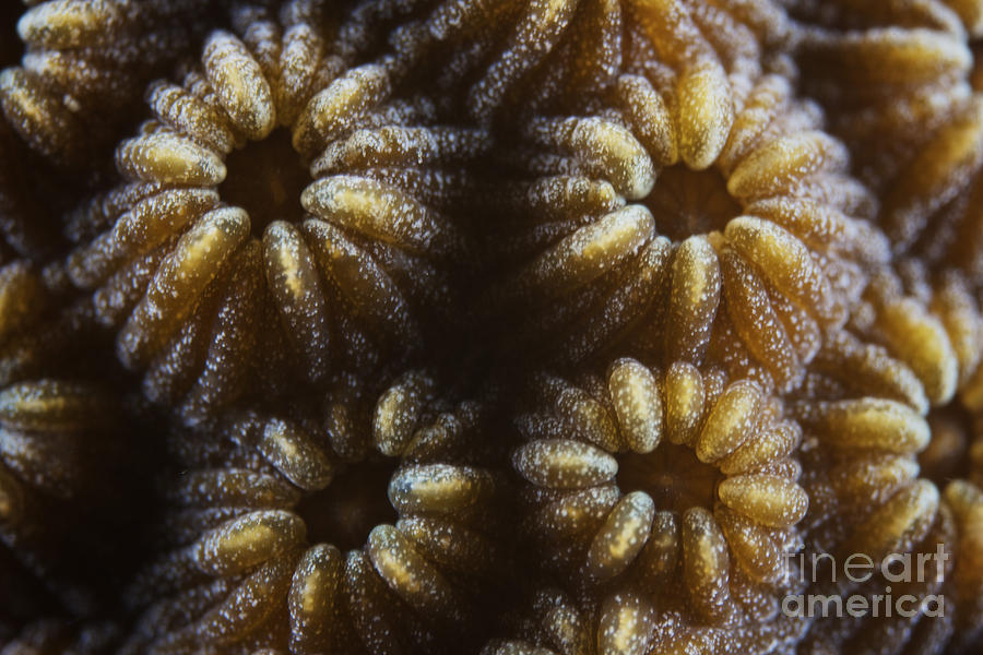 Hard Coral Polyps At 3x Life Size Photograph