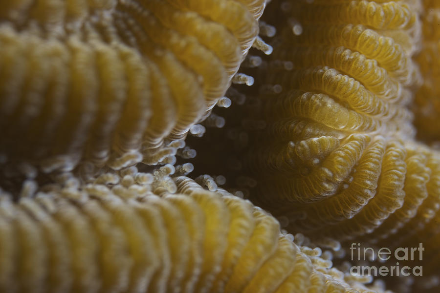 Hard Coral Polyps At 5x Life Size Photograph by Terry Moore - Fine Art ...