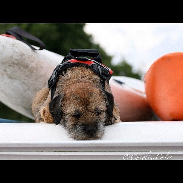 Dog Photograph - Hard Day On The Broads #borderterrier by Caroline Coles