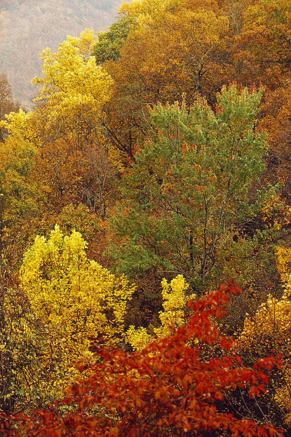 Hardwood Forest With Maple And Oak Photograph by Raymond Gehman