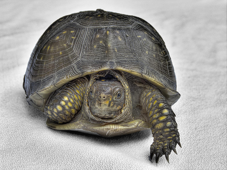 Hare-Less Tortoise Photograph by William Fields