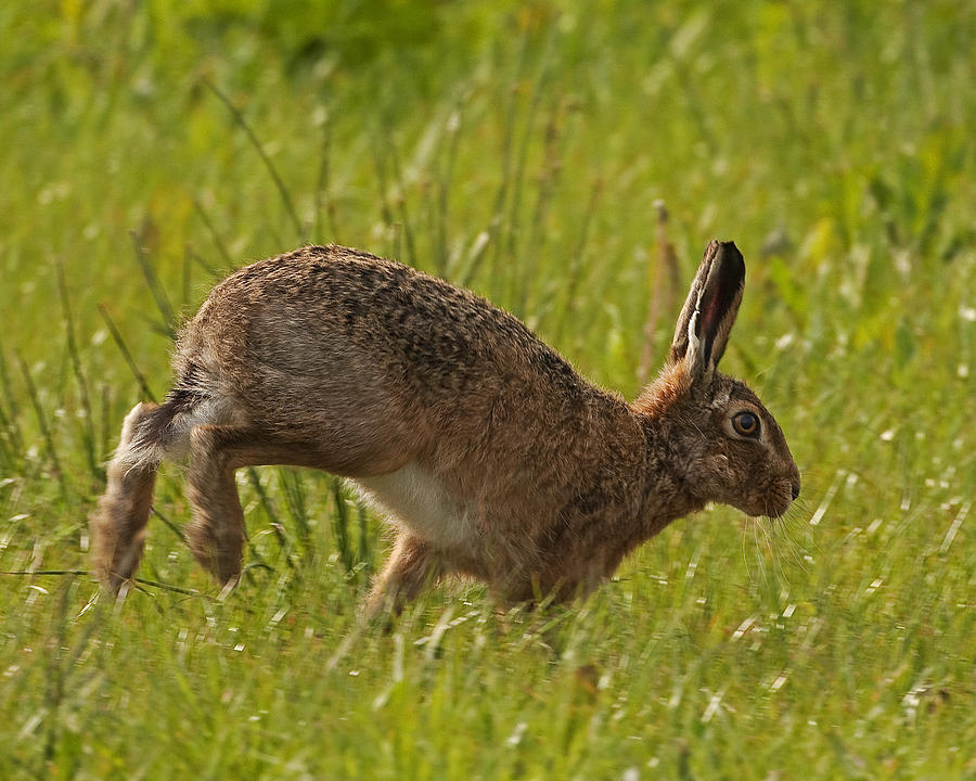 Hare on the run Photograph by Paul Scoullar